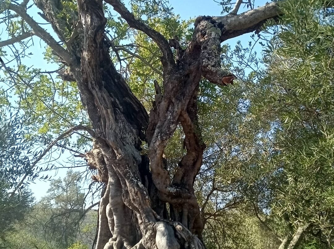 Loulé Rural-Algarvia必去景点