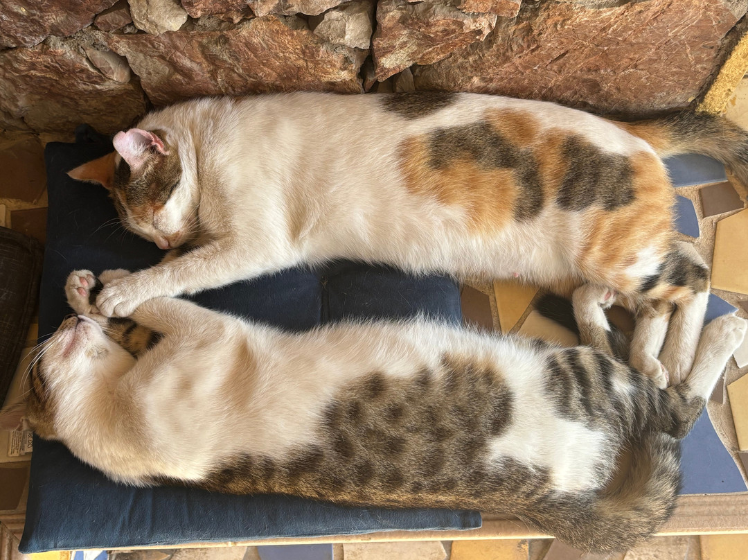 Cafe Bar Unglaublich Apistefto