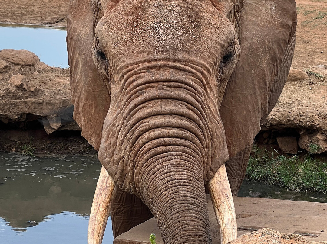 Cherish Africa Safaris-Kikuyu必去景点