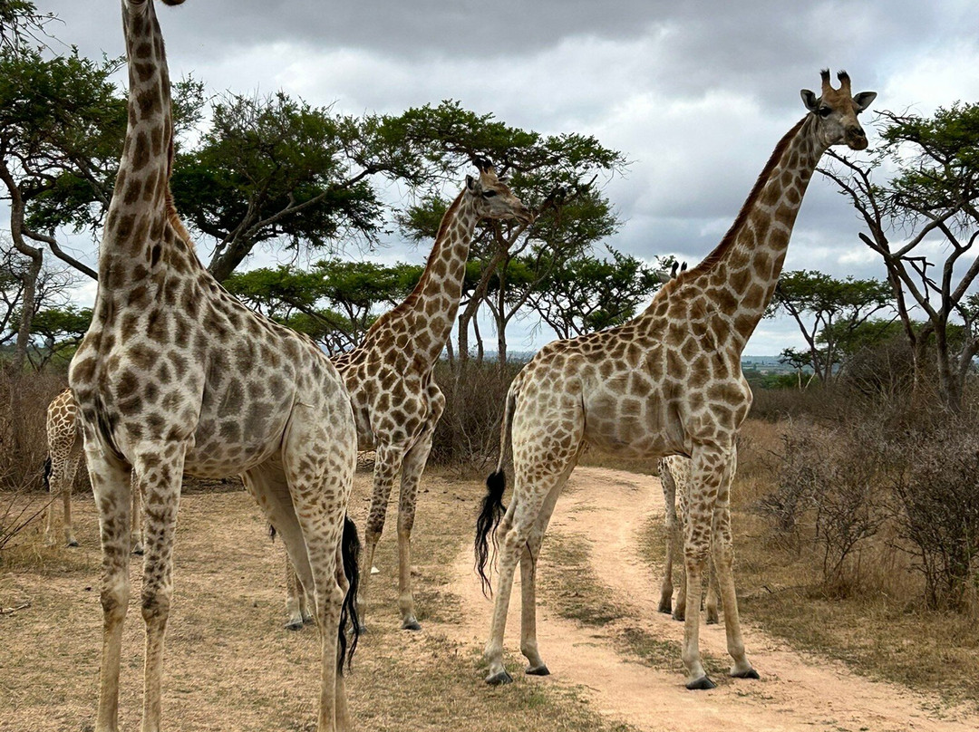 Imire: Rhino & Wildlife Conservation-韦扎必去景点