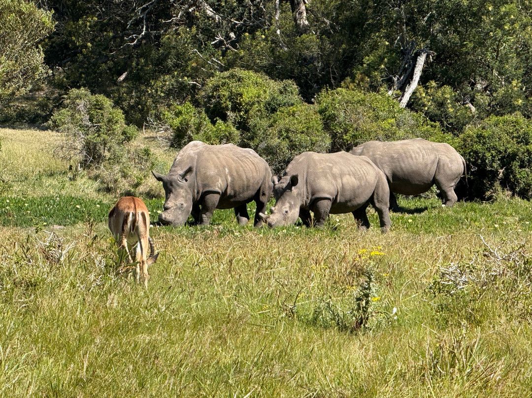 Kragga Kamma Game Park-伊丽莎白港必去景点
