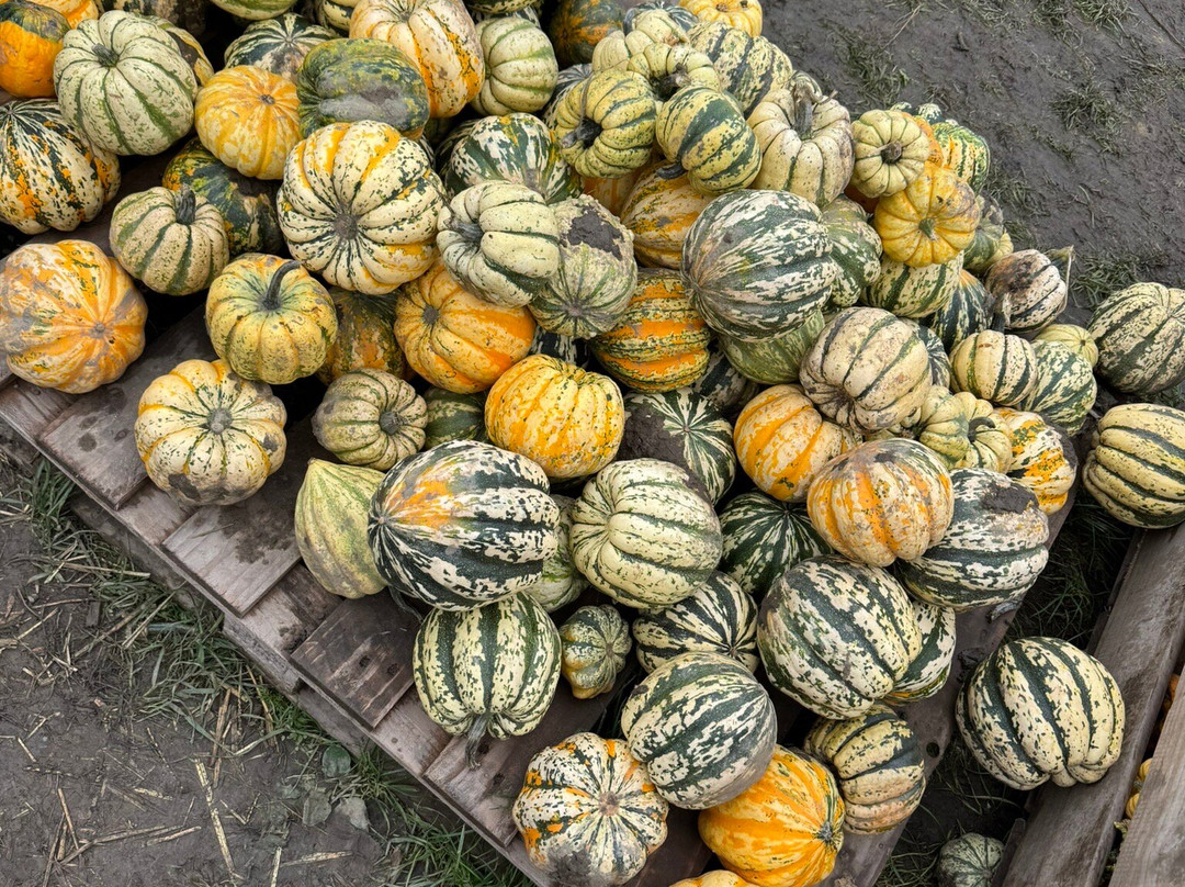 Farmer Copleys-庞蒂弗拉克特必去景点