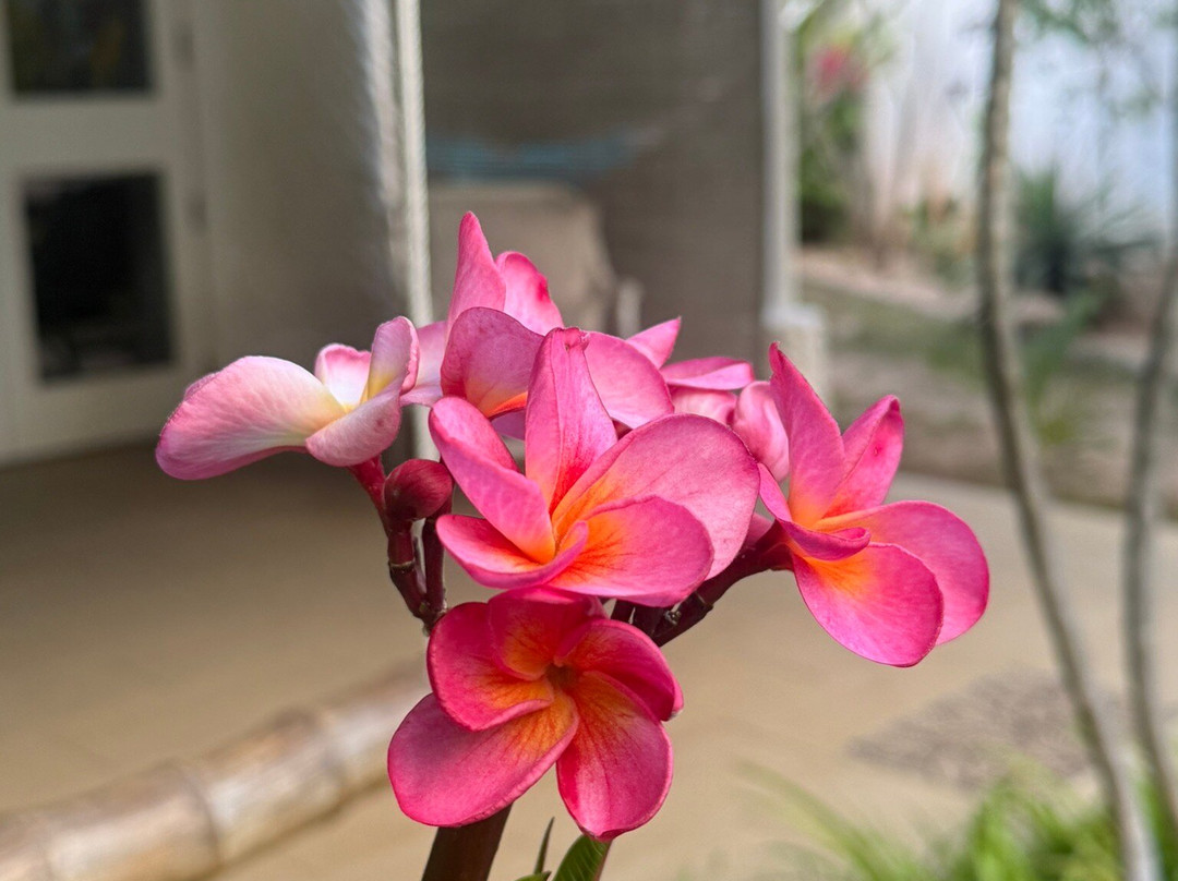 The Good Life Mauritius主图