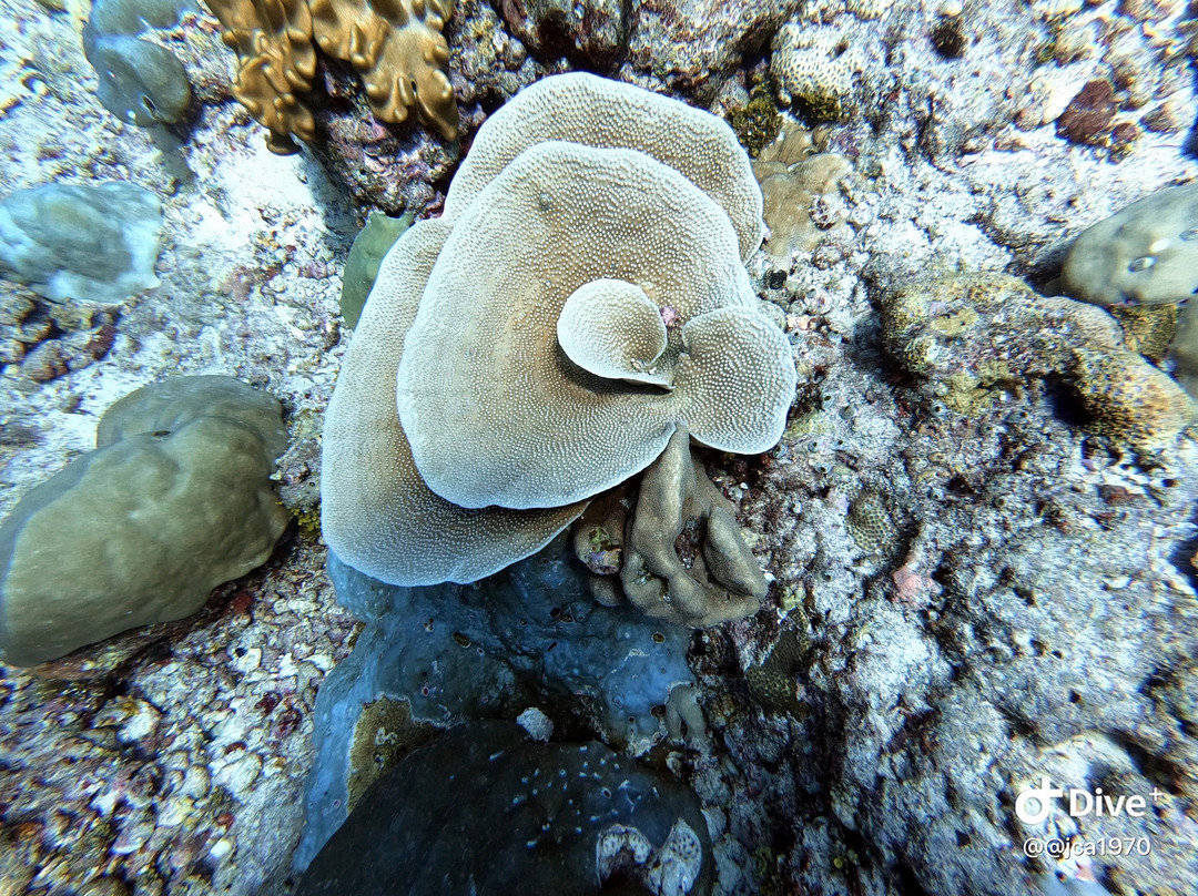 Sea Star Diving Center Thulusdhoo-Thulusdhoo Island必去景点