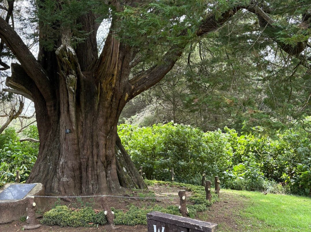维多利亚公园-奴娃拉伊利雅必去景点