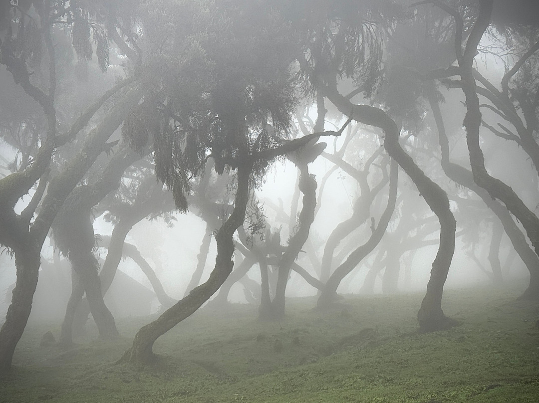 Bale Mountains Tours-Bale Mountains National Park必去景点