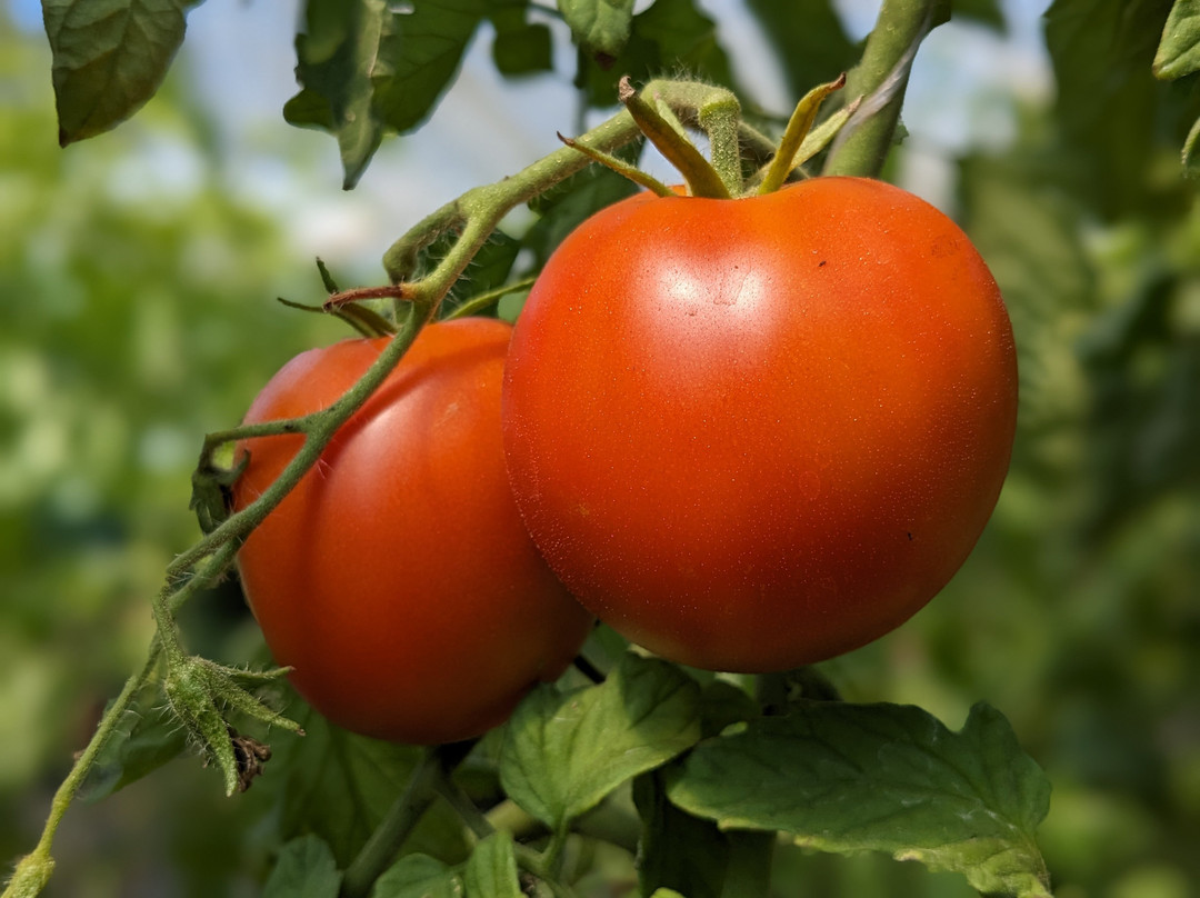 Clutch Farm - seasonal farm stand