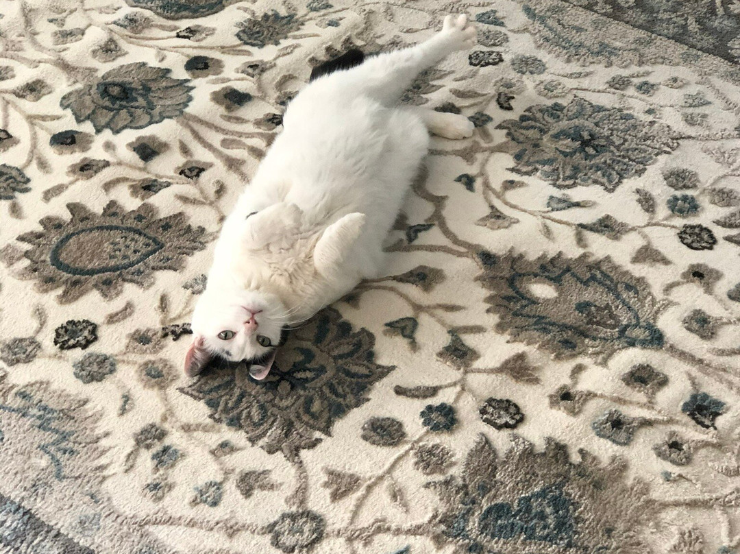 Adib's Persian Rug Co