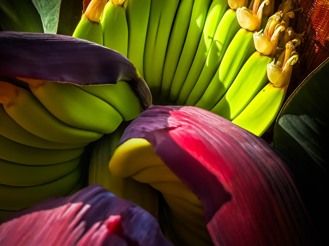 Bodega Finca Marañuela-La Orotava必去景点