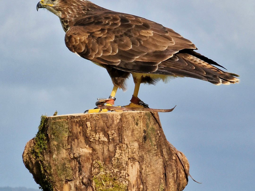 The British Bird of Prey Centre-喀麦登必去景点