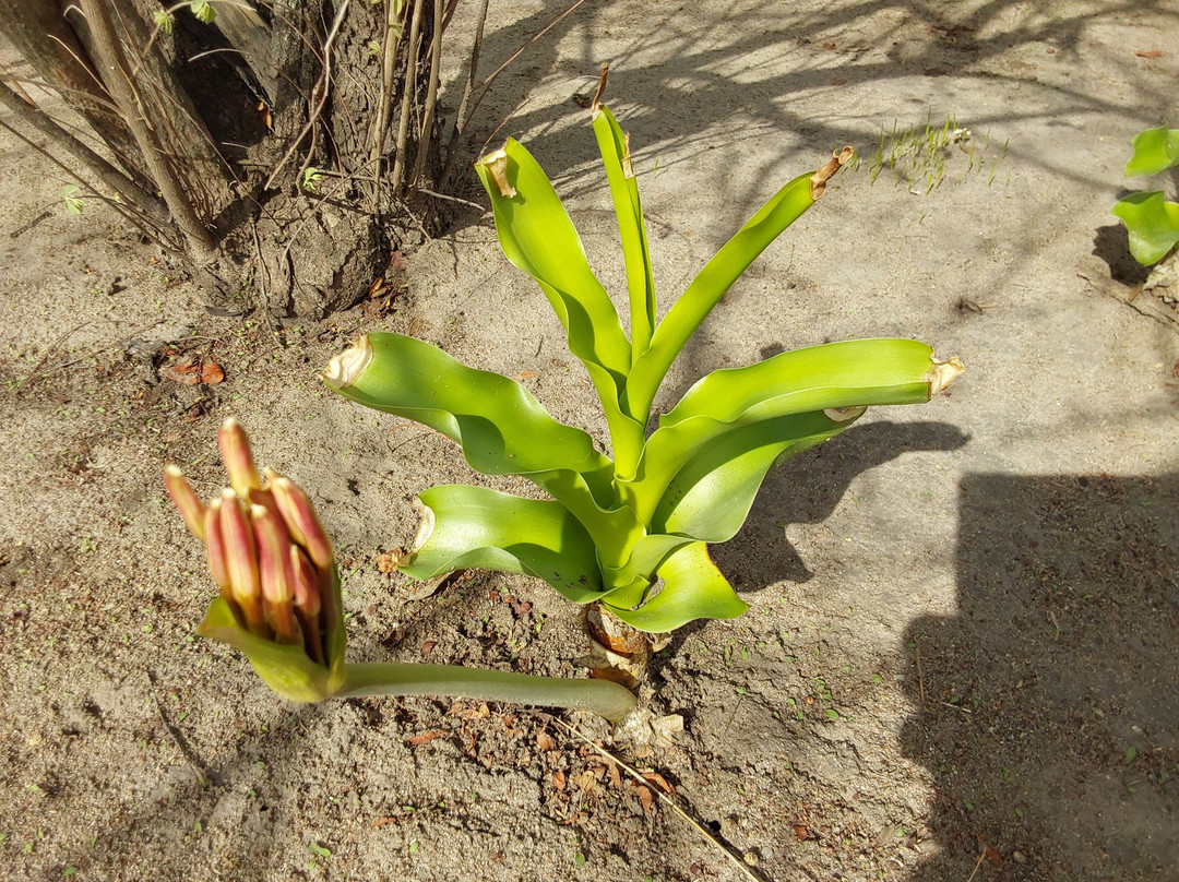 Kuminda Farm-Francistown必去景点