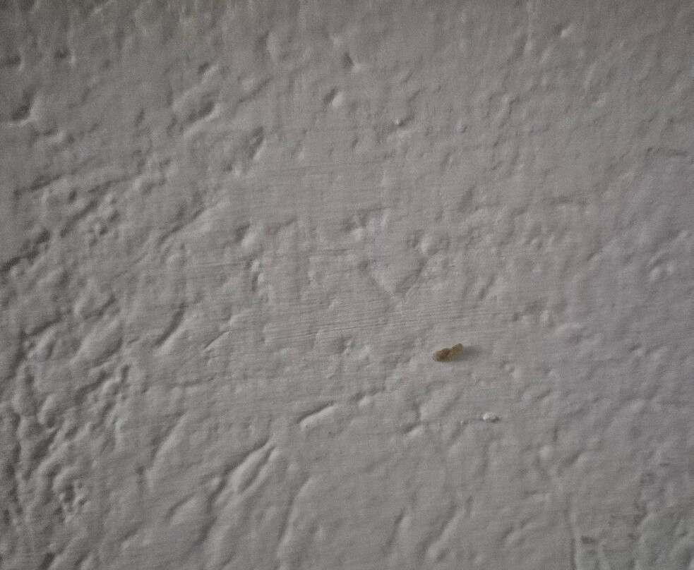 Wyndham Garden Guadalajara Acueducto主图