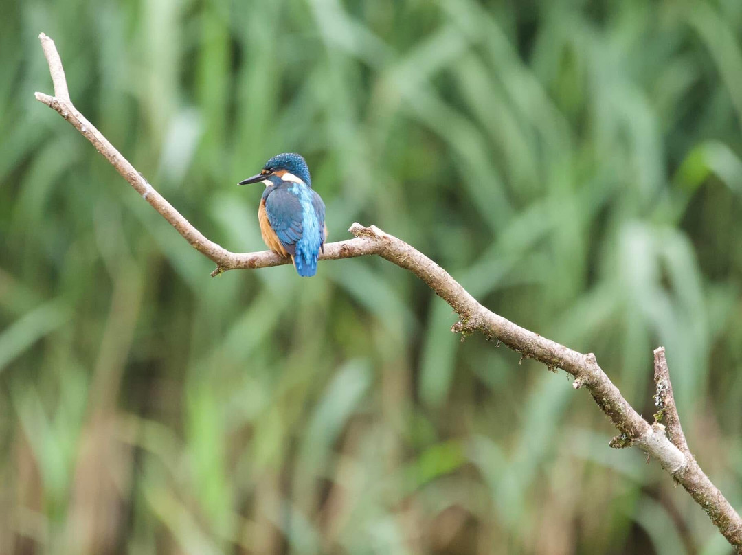 Forest Farm Country Park-卡迪夫必去景点