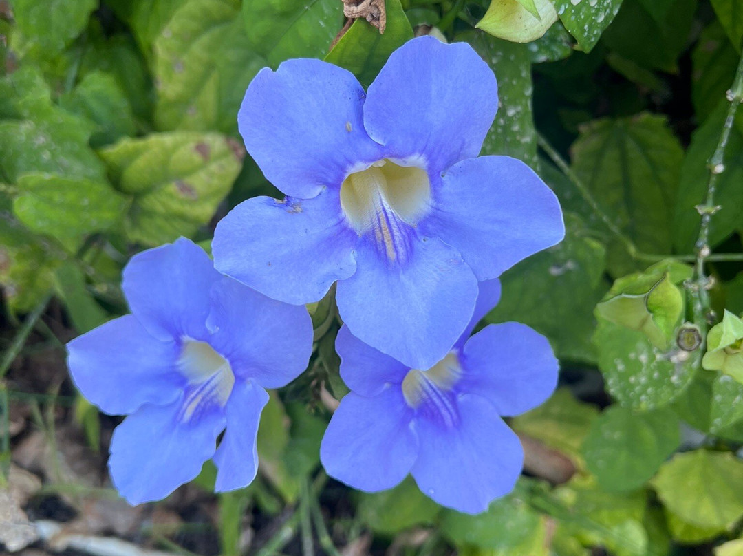 奥尔德马可岛旅馆及套房酒店主图