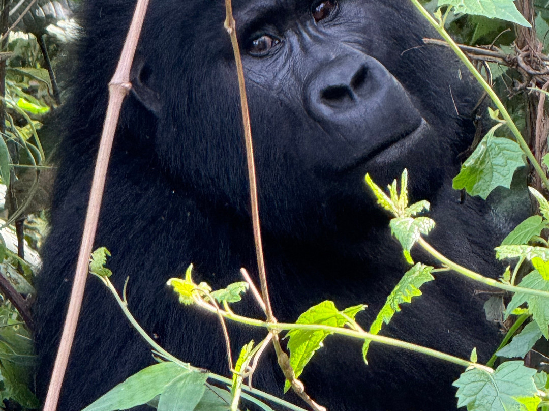 Africa Adventure Safaris-坎帕拉必去景点