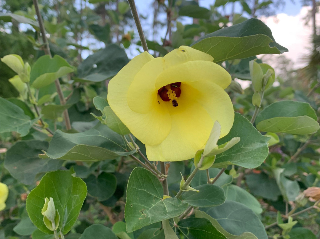 Mercer Botanic Gardens-汉布尔必去景点