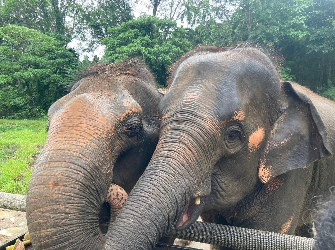 Phuket Elephant Nature Reserve-他朗必去景点