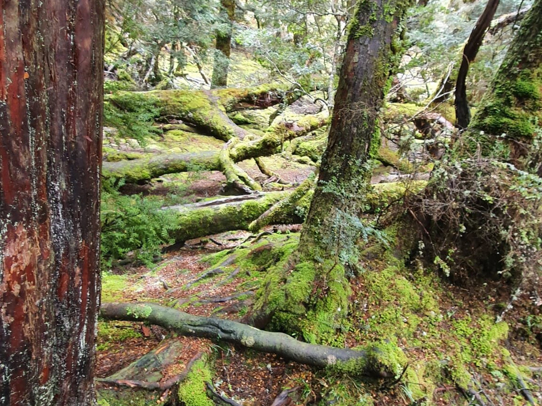 Enchanted Walk-摇篮山圣克莱尔湖国家公园必去景点