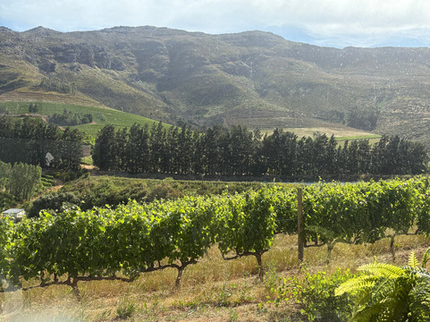 Go Cape Tours-斯泰伦博斯必去景点