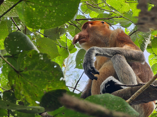 Paradesa Borneo-古晋必去景点