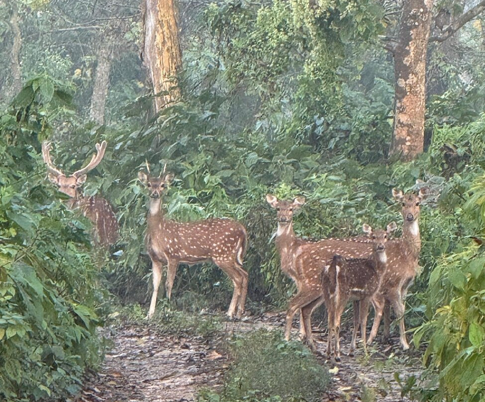 United Jungle Guide Service-奇旺国家公国必去景点