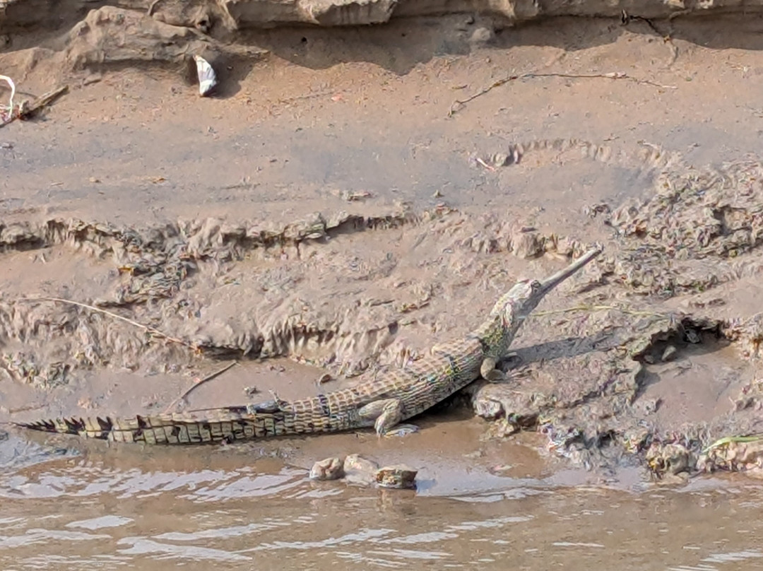 National Chambal Sanctuary-瑟瓦伊马托布尔必去景点
