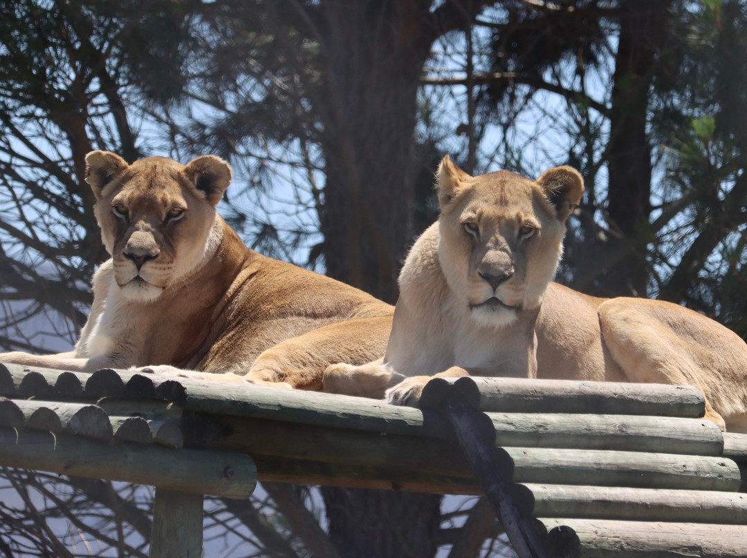 Panthera Africa - Big Cat Sanctuary-斯坦福必去景点