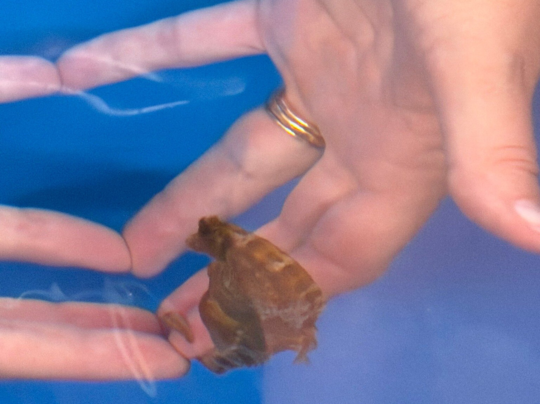 海洋骑士海马牧场-凯鲁瓦-柯纳必去景点