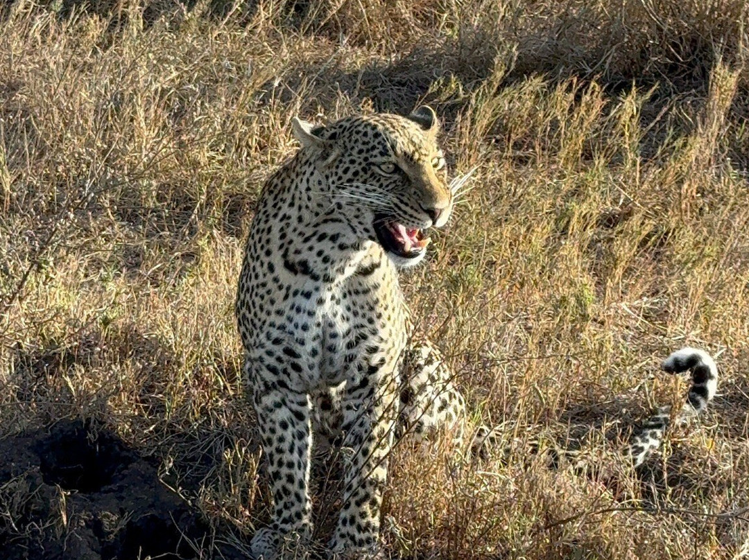 Nature's Land Safaris & Rentals-姆万扎必去景点