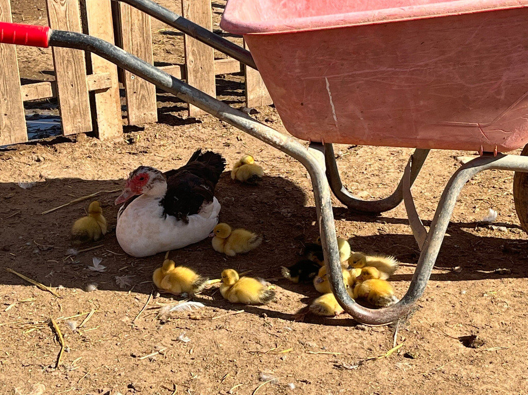 The Animal Academy-Antigua必去景点