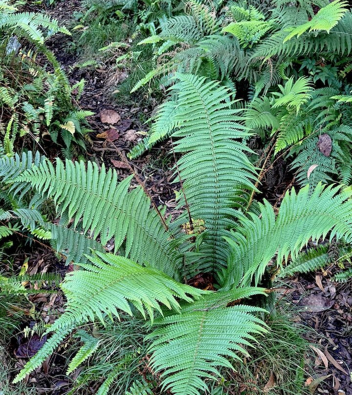 Kona Cloud Forest Sanctuary-凯鲁瓦-柯纳必去景点