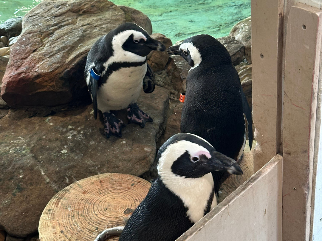 Keystone Safari-格罗夫城必去景点