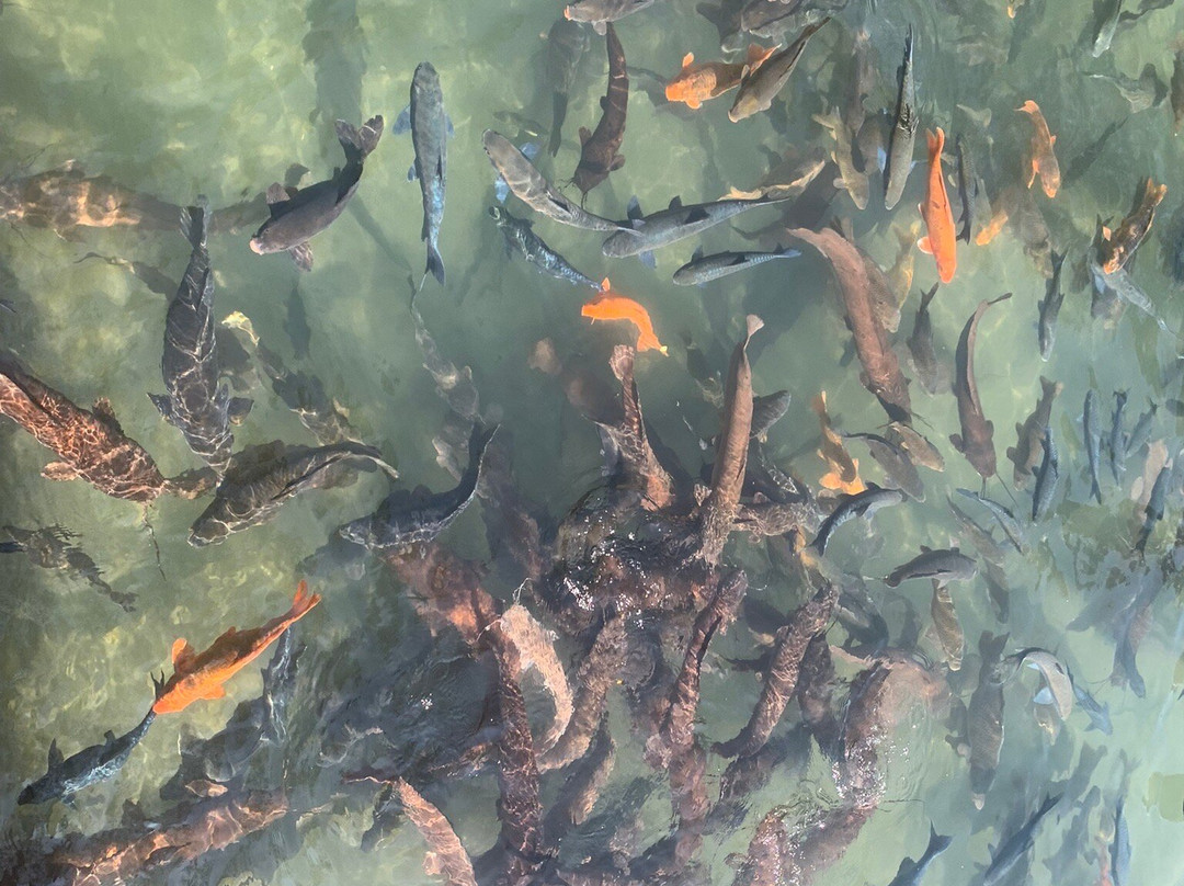 Wat Tham Pla (Fish Cave Temple)-美塞必去景点