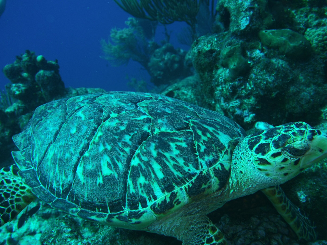 Grand Turk Diving-Cockburn Town必去景点