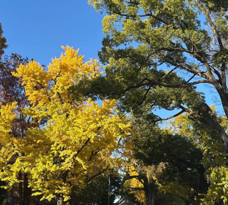 Koromo Shrine-丰田市必去景点