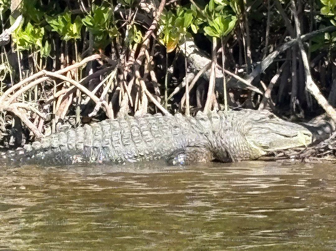 Everglades City Airboat Tours-大沼泽地必去景点
