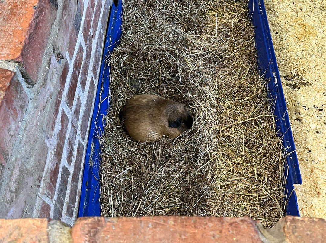 Windmill Farm Park-Kibworth Harcourt必去景点