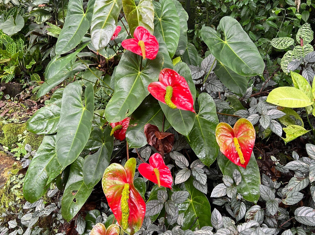 Hanalei Valley Lookout-普林斯维尔必去景点