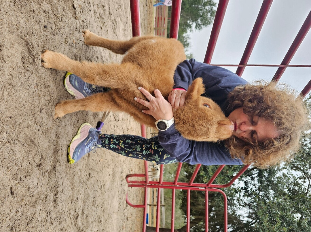 Whispering Oaks Miniature Ranch-Clermont必去景点