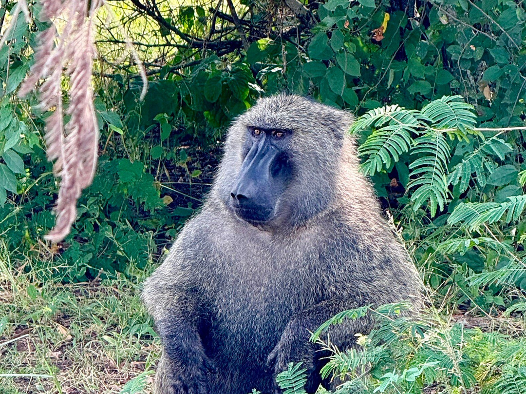 Kadoo Travels-吉佳利必去景点