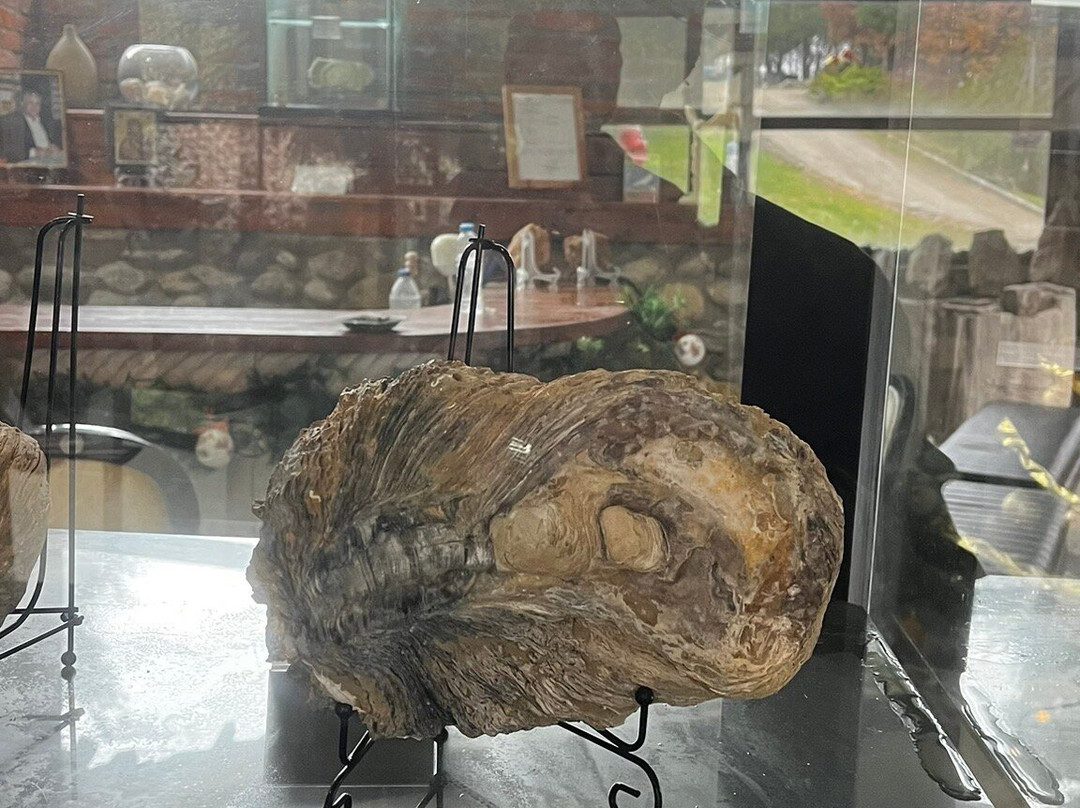 Petrified Forest Lefkimi