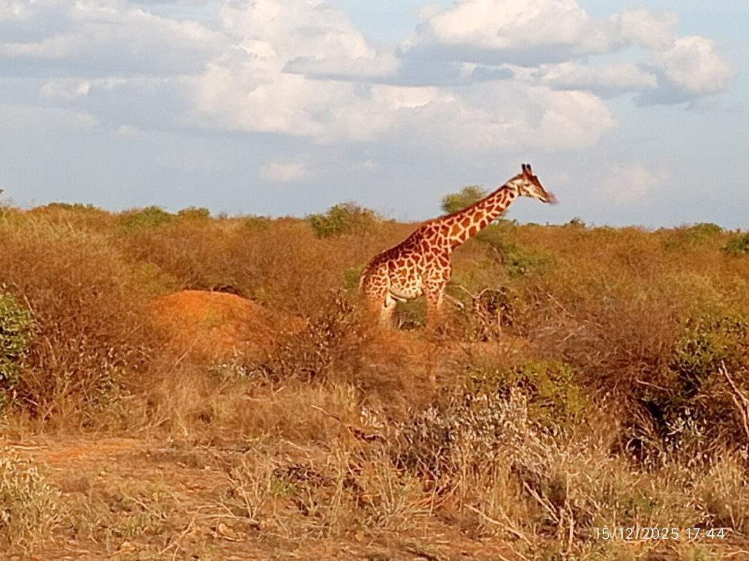 Tsavo East National Park-查佛必去景点