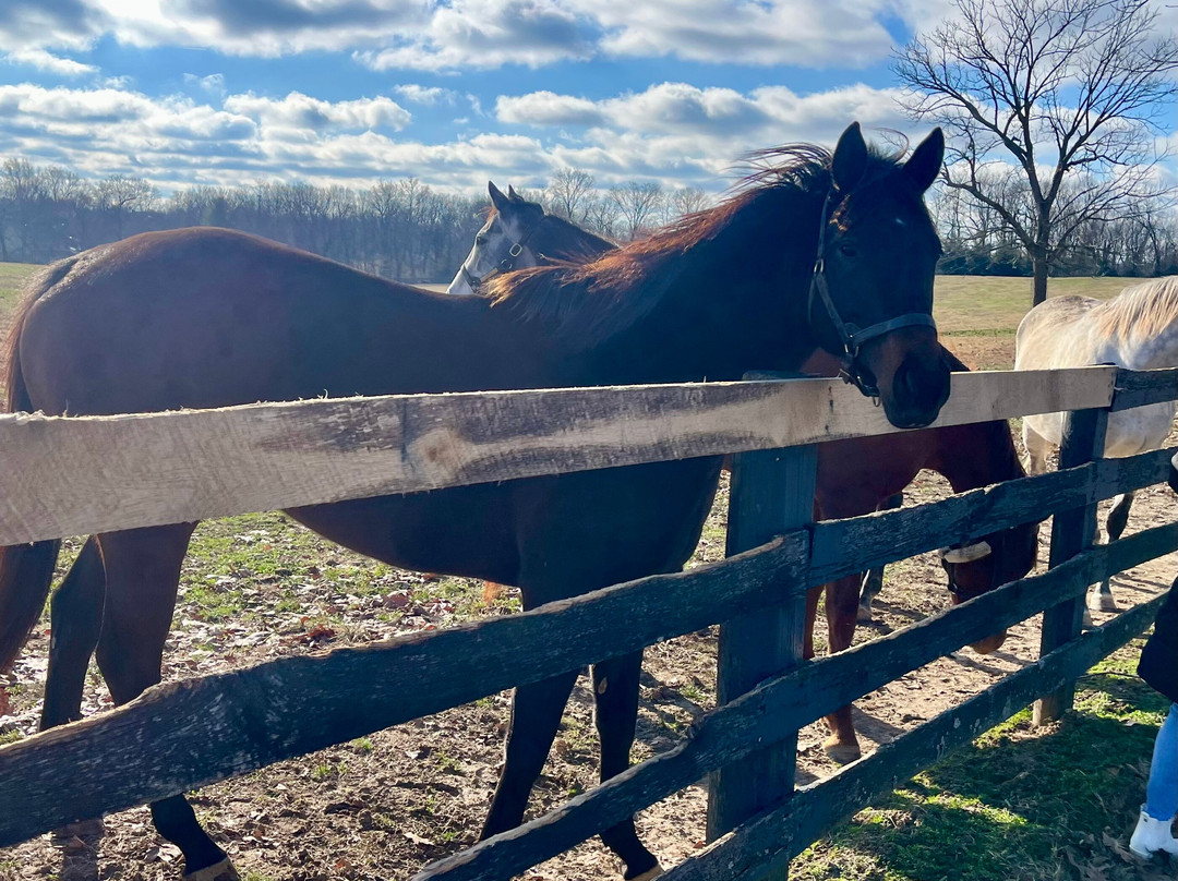 Mill Ridge Farm-列克星敦必去景点
