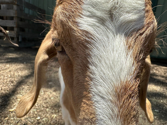 Hunter Valley Wildlife Park-Nulkaba必去景点