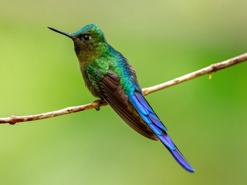 Neblina Forest-基多必去景点