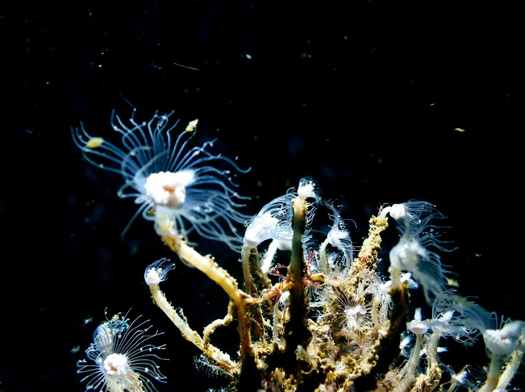 Scuba World-穆鲁拉巴必去景点