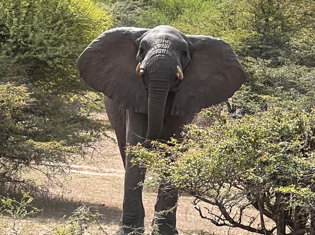 Salum Travel-Mikumi必去景点