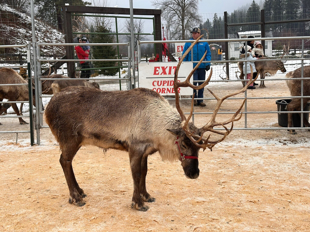 Leavenworth Reindeer Farm-莱文沃思必去景点