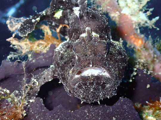 黑沙潜水疗养酒店主图