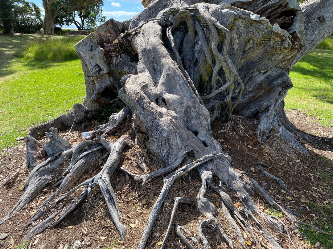 Wenderholm Regional Park-怀韦拉必去景点